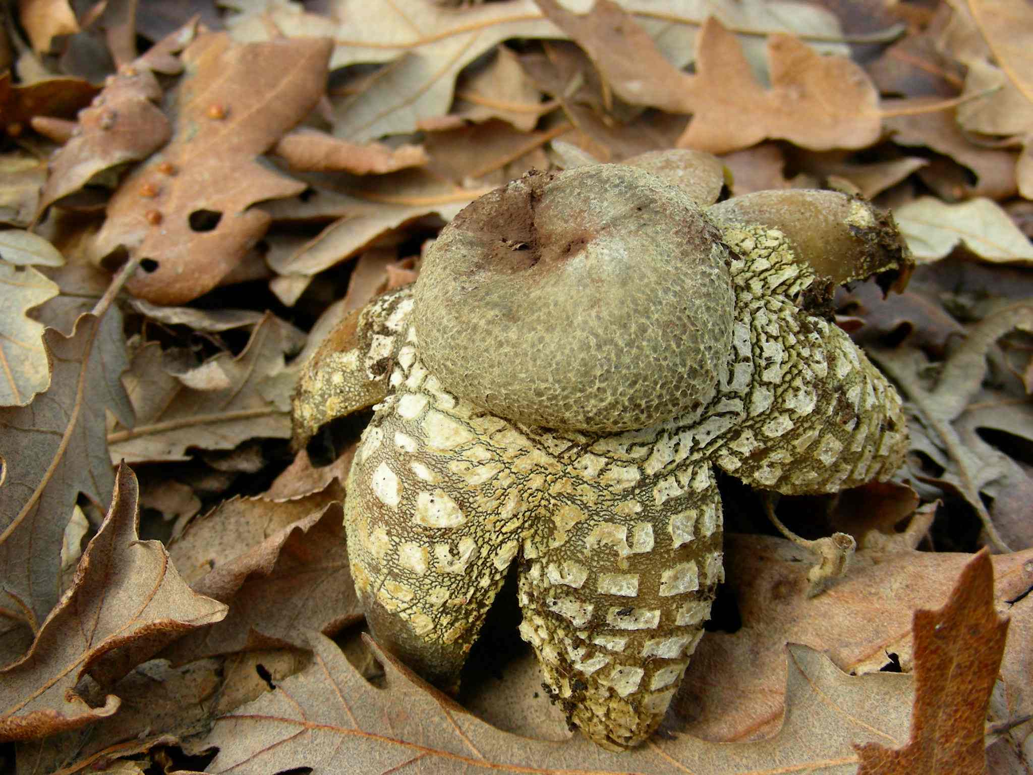 1891 Gennaio vecchio ritrovamento